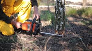 Best Tree Mulching  in Bertville, AL