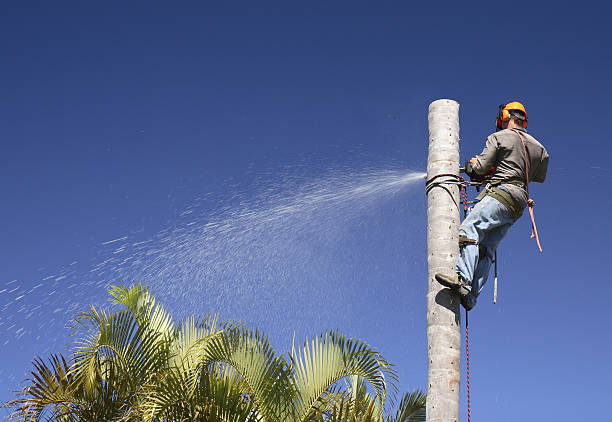 Best Commercial Tree Services  in Bertville, AL