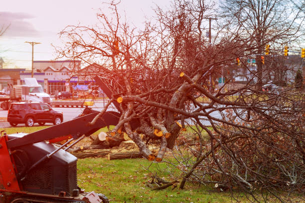 Best Storm Damage Tree Cleanup  in Bertville, AL