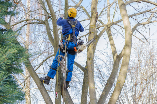 Best Fruit Tree Pruning  in Bertville, AL