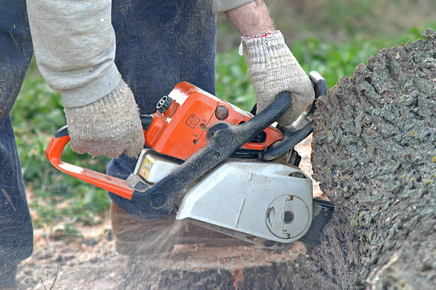 Best Lawn Grading and Leveling  in Bertville, AL