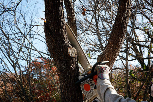 Best Tree Preservation Services  in Bertville, AL