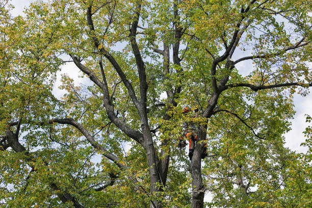 Best Hazardous Tree Removal  in Bertville, AL